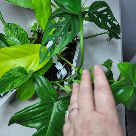 Starter plants nice selection of 7 fresh cut plant with nodes and or air roots - Picture 11 of 11